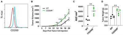 CD200 Blockade Modulates Tumor Immune Microenvironment but Fails to Show Efficacy in Inhibiting Tumor Growth in a Murine Model of Melanoma